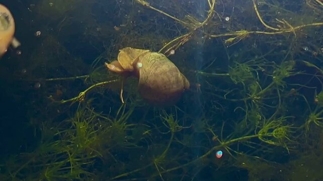 Conch on lake floor. little snail crawls on water. 