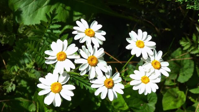 Tanacetum cinerariifolium (Asteraceae) - Beautiful white daisies with yellow centers blooming