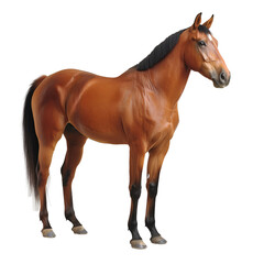 Fototapeta premium A horse on a transparent background