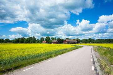 Rural landscape of Scandinavia, Yellow field, empty road, red wooden farm houses under blue sky with white fluffy clouds on summer day, Västmanland, Sweden