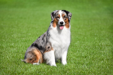 Beautiful Australian Shepherd Aussie on a green background in spring. Portrait of a dog looking at the camera