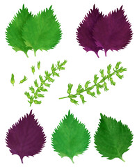 手描き　紫蘇のイラスト