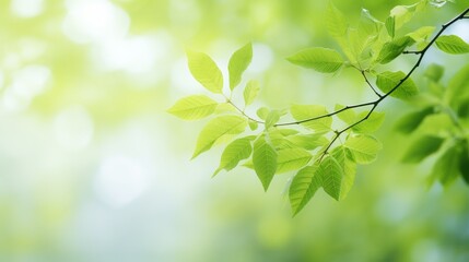 Fresh spring foliage close-up, natural green background with copy space
