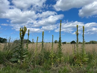  a summer field near Bad Doberan, close to Rostock in Mecklenburg-Vorpommern, with tall mullein plants standing out against the golden grain under a bright blue sky