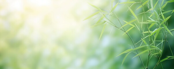 Bamboo grove, soft sunlight, quiet atmosphere, minimal Watercolor style