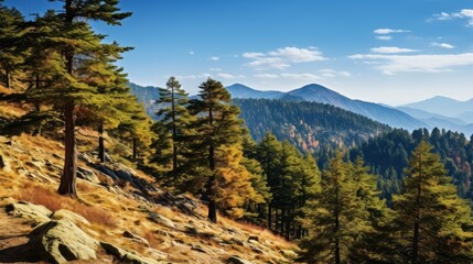 Green pine forest on a mountain ridge with autumn leaves and blue sky