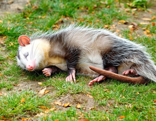 Opossum playing possum outdoors.