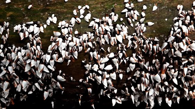 A group of goose barnacles, sea shells stick to a log on the shore