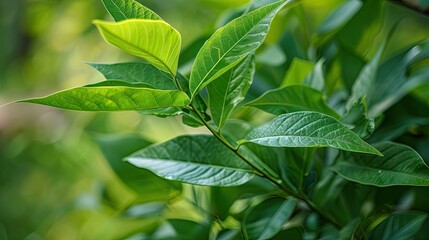 Tapak dara leaves can improve the immune system increase urine production and lower blood sugar