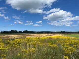 a vibrant summer field near Bad Doberan, close to Rostock in Mecklenburg-Vorpommern, with bright yellow flowers under a clear blue sky