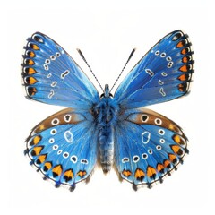 Obraz premium Butterfly Species. Adonis Blue Butterfly on White Background