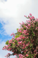 Obraz premium pink cherry blossom in spring
