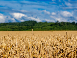Getreideanbau im Sommer