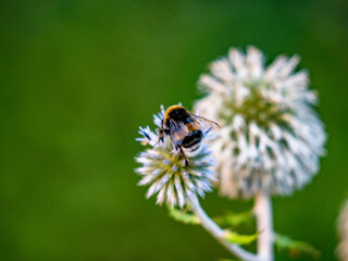 Hummel sammelt Nektar auf Silberdisteln