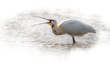 Spoonbill Feeding in a lake