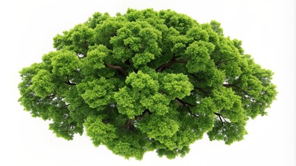 Obraz premium Oak tree top view isolated on white background rendering, oak tree, top view, isolated, white background, rendering, nature