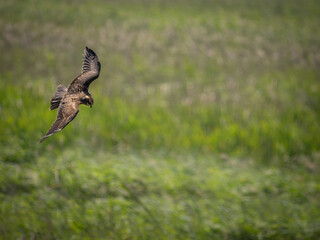 Female UK Marsh Harrier hunting over grassland