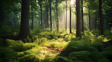 Bright green grass glowing in the evening sun in a dense forest