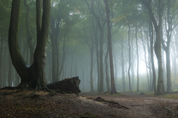 Gespensterwald Nienhagen
