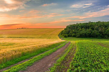 Winding country road between fields and forest at sunset