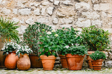Lovely potted plants against a stone background create a charming outdoor ambiance