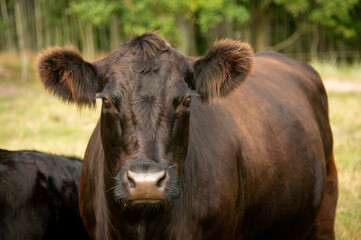 Black angus cow in summer evening