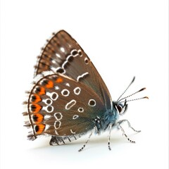 Obraz premium Butterfly Species. A Hairstreak Butterfly