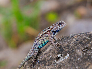 Spiny lizard on a rock 