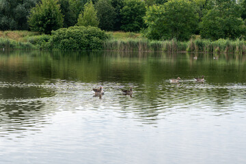 A group of ducks are swimming in a pond. The water is calm and the ducks are moving in a line