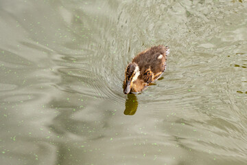 A duckling is swimming in a pond with green algae. The water is murky and the duckling is eating something