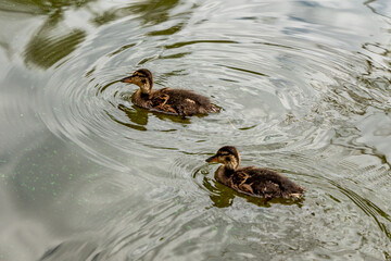 Two ducklings swimming in a pond. The water is green and murky. The ducks are small and seem to be enjoying their time in the water