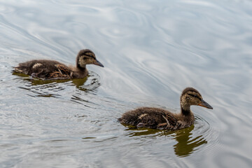 Two ducklings are swimming in a body of water. The water is calm and the ducks are moving together