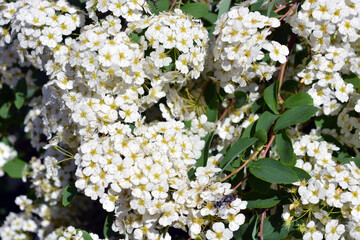 Festive flowering bushes of Spiraea alba, meadowsweet, white meadowsweet, narrowleaf meadowsweet,...
