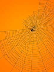 Obraz premium Delicate Black Spider Web on Orange Background - Minimalist Design with Intricate Details