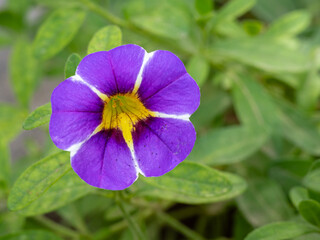 Closeup view of delicate purple yellow and white flower of calibrachoa parviflora aka seaside petunia isolated outdoors on green foliage background