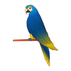 Vector illustration of blue parrot on isolated white background. Tropical bird. © Gulsim