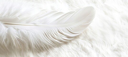 Fototapeta premium Close Up, White Feather On Soft, Gentle Background, Delicate Feather Texture, Banner Image
