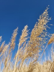 Blue sky and yellow flowers