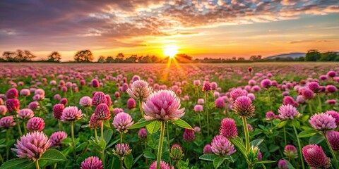 Sunset over blooming wild clover field, wildflowers, nature, rural, landscape, meadow, evening, colorful, flora, sunset