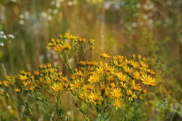 Jacobaea Vulgaris or Senecio Jacobaea. Common names include ragwort, stinking willie, tansy...