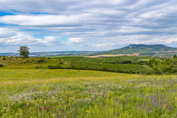 Fototapeta premium Palava landscape near Dolni Dunajovice, Southern Moravia, Czech Republic