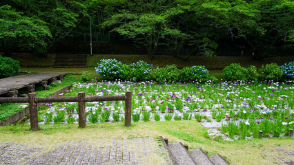 池田池公園の菖蒲園