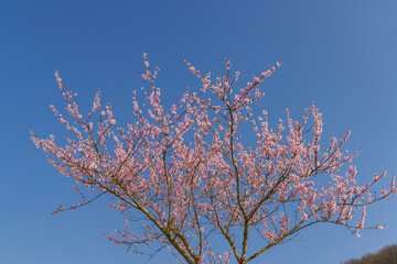 pink twigs blooming in spring