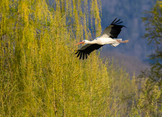 White stork (ciconia ciconia), early spring near Hunawihr, Alsace, France