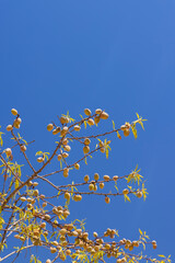 spring blossoming twigs on a bush in summer