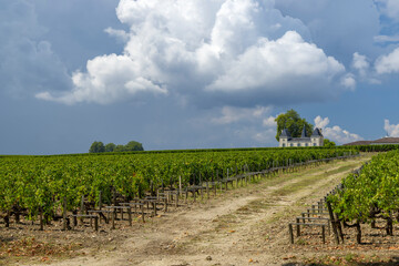 Vineyards near Margaux (Chateau Margaux), Bordeaux, Aquitaine, France