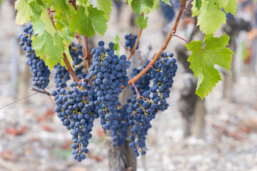 Cabernet Sauvignon grapes to produce highest quality wines in Bordeaux, France