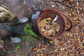 Traditional mushroom picking in forests of Czech Republic