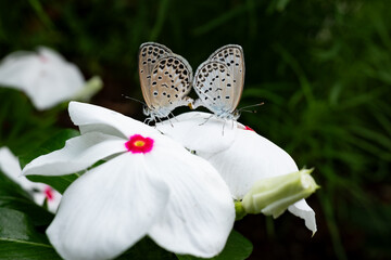 Couple of butterflies mating on flowers.