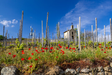 Grand cru vineyard and Chapel of Saint Christopher, Tain l'Hermitage, Rhone-Alpes, France